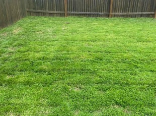 Tiberiu S.'s Lawn Mowing Service service result