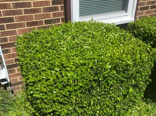 Bush Trimming by Prince Copeland for Barbara M. in Hampton, VA