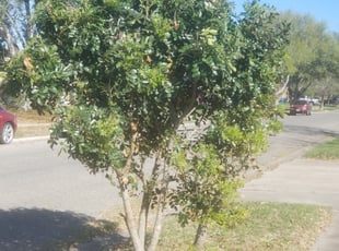 Bush Trimming by Melecio Rivera for Chuck M. in Corpus Christi, TX