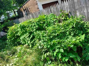 Bush Trimming by Micahel Guardino for Roxanne B. in New Haven, CT