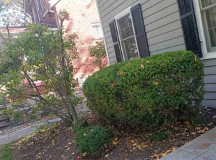 Bush Trimming by Damond Merridith for Jill Y. in Webster Groves, MO
