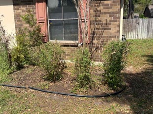 Bush Trimming by Nicholas Petropolis for Shannon W. in Katy, TX
