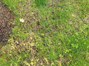 Aeration by Robert Gilleland for Yashpal S. in Bothell, WA