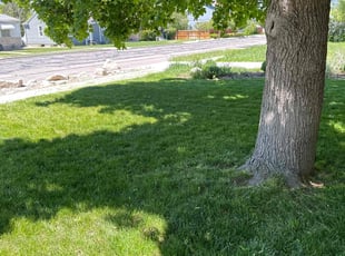 JARROD G.'s Lawn Mowing service result