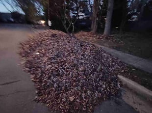 Leaf Removal by Amber Fuentes for Liz D. in Alexandria, VA