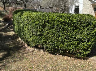 Bush Trimming by Raquel Gutierrez for Sandra R. in Manchaca, TX