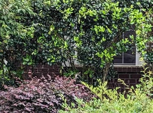 Bush Trimming by Justin Woodruff for Debbie D. in Simpsonville, SC