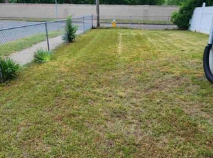 Bush Trimming by Joshua Nunez for Rosa R. in Springfield, MA