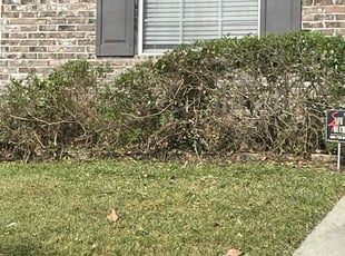 Bush Trimming by Herschell Bradley for Shane R. in Tallahassee, FL