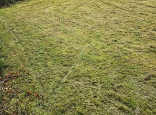Eleanor W.'s Lawn Service service result