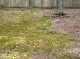 Leaf Removal by Roderick Walker for Melissa j. in Newport News, VA