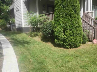 Bush Trimming by Denise James for Melissa J. in Charlotte, NC