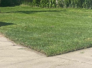 Damian P.'s Grass Cutting service result