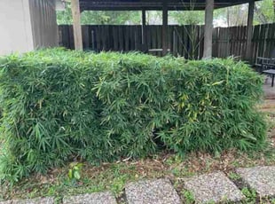 Bush Trimming by Ana Zelaya for Stephen R. in Houston, TX