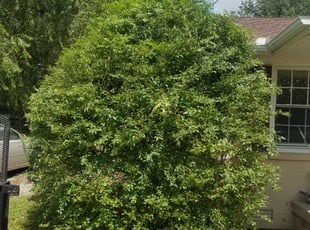 Bush Trimming by Gabriel Greene for Ryan S. in Murfreesboro, TN