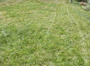Nichole T.'s Lawn Mowing Service service result
