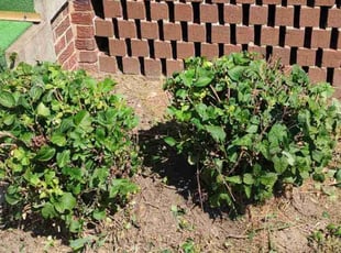 Bush Trimming by Allan Roberts for Sharon W. in Washington, DC