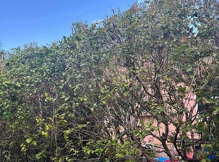 Brian L.'s Grass Cutting service result