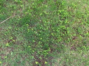 Cleanups by Tylon Newcomb for Chad v. in Aurora, CO