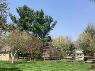Perriann R.'s Lawn Service service result