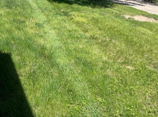 Bush Trimming by Sedrick Wesley for Shirley D. in Kansas City, MO