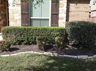 Bush Trimming by Geovanni Vargas for Paige B. in Austin, TX