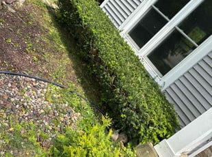 Bush Trimming by Adrianna Pulizzano for Patrick O. in Kenosha, WI