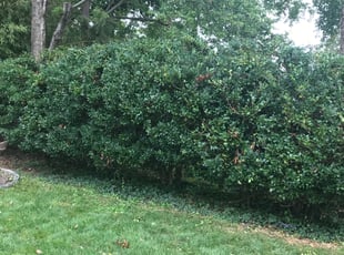 Cleanups by Kamonta Hackey for Erik W. in Silver Spring, MD