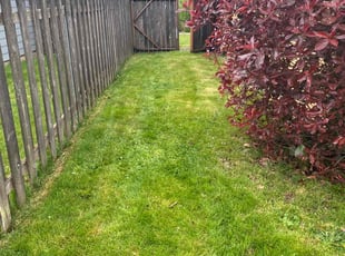 Adreina F.'s Lawn Mowing service result