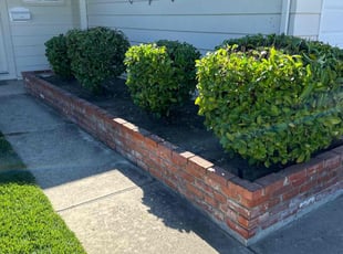 Bush Trimming by Amador Avila Haro for Renee P. in San Jose, CA