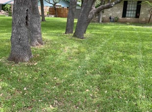 Souvik N.'s Lawn Mowing Service service result