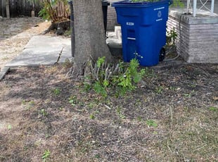 Bush Trimming by Lacy Dixon for Samantha C. in San Antonio, TX
