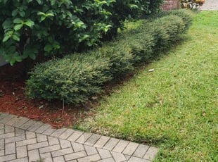 Weeding by Tyler Buschbom for Mitzi D. in Orlando, FL
