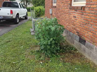 Bush Trimming by Michael Weaver for Kenny G. in Nashville, TN