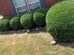 Bush Trimming by Brandon Travers for Bradley C. in Crowley, TX