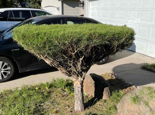 Bush Trimming by Christy Reams for Jamie M. in Spokane, WA