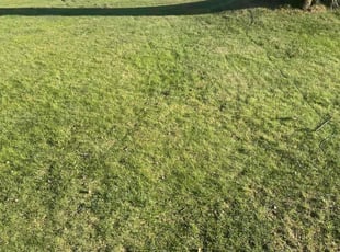 Mary P.'s Lawn Care service result