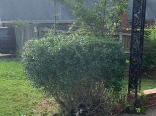 Bush Trimming by Daniel Castellanos for Kenisha S. in Memphis, TN