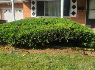 Bush Trimming by Douglas Kachele for Robert H. in Cincinnati, OH