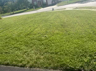 Leaf Removal by Caree Keith for Tyquela A. in Waldorf, MD
