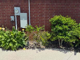 Anne W.'s Bush Trimming service result