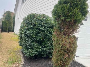 Bush Trimming by Merari Albarran for Syler M. in Apex, NC