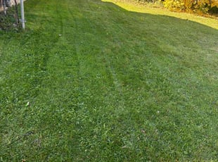 Michelle H.'s Lawn Mowing service result
