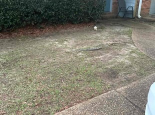 Leaf Removal by Paul Tollefson for Lakiera B. in Tallahassee, FL
