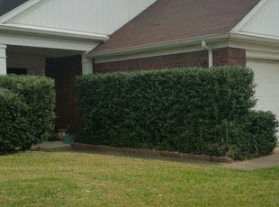 Bush Trimming by David Gourley for Paul S. in Houston, TX