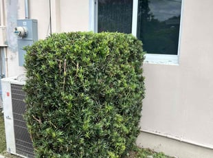 Bush Trimming by Jace Major for Joseph M. in Hollywood, FL