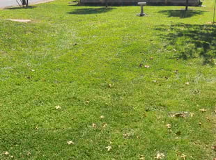 Marcia E.'s Yard Cutting service result
