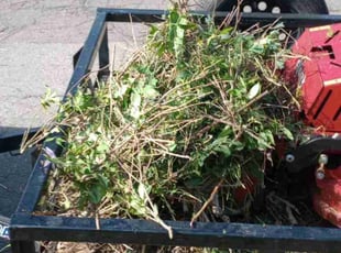 Leaf Removal by Jacques Chauvin for Janet T. in Federal Heights, CO