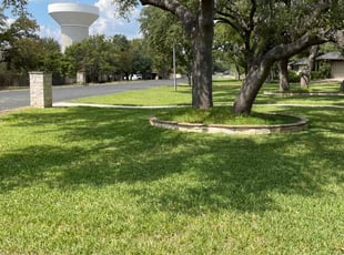 Georgia W.'s Lawn Mowing service result