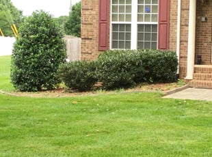Bush Trimming by Hiram Sutton for Diimpu N. in Charlotte, NC